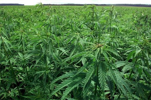 MALI : La culture du cannabis autorisée
