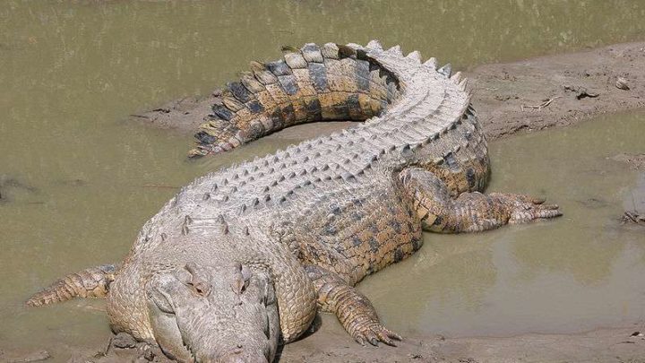 SOTUBA ACI : Un gros crocodile se promène royalement dans le quartier