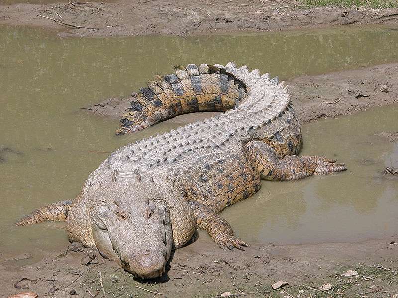 SOTUBA ACI : Un gros crocodile se promène royalement dans le quartier