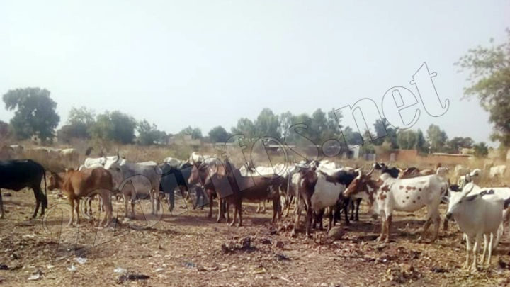 Fana : Un élément de la garde nationale arrêté avec 56 bœufs volés