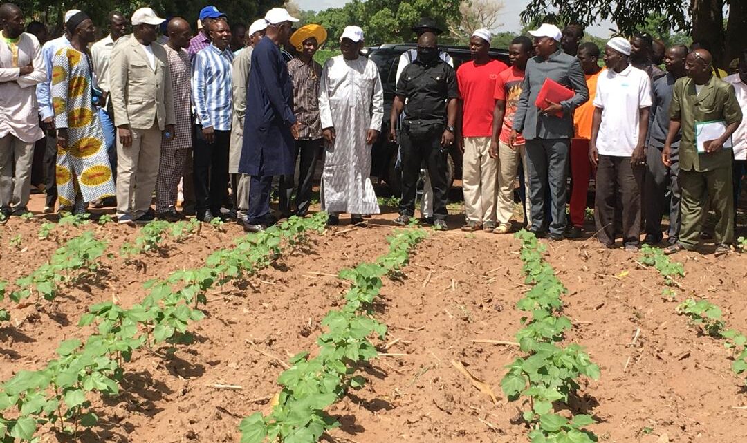 CMDT : Les mesures incitatives galvanisent les producteurs de coton