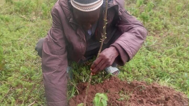 REBOISEMENT : TIÉNDOUGOU DAMBÉ MOBILISE SES 77 VILLAGES À SAMB
